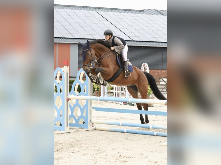 Deutsches Sportpferd Wallach 9 Jahre 179 cm  in Willich