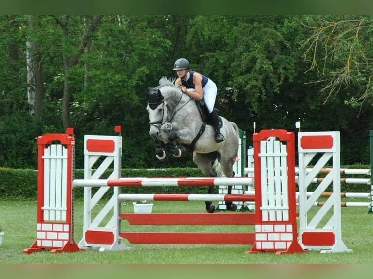 Deutsches Sportpferd Wallach 9 Jahre 180 cm Schimmel in Schadeleben