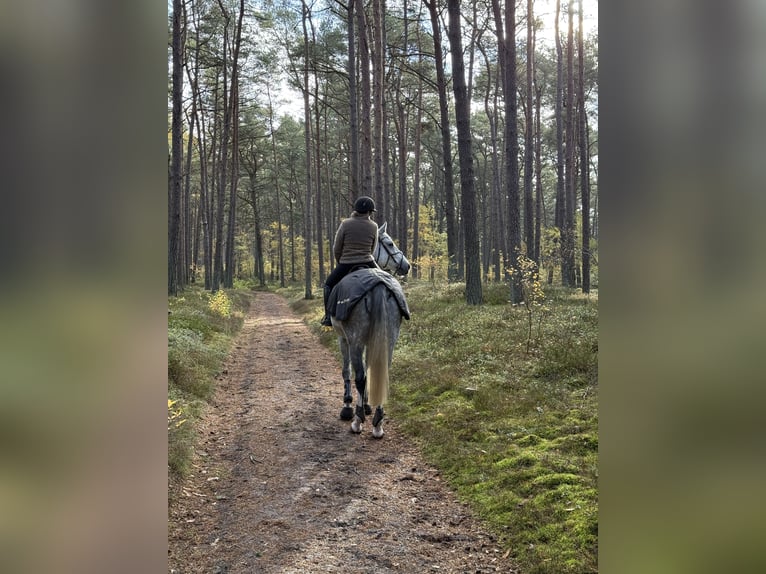 Deutsches Sportpferd Wallach 9 Jahre 180 cm Schimmel in Schorfheide