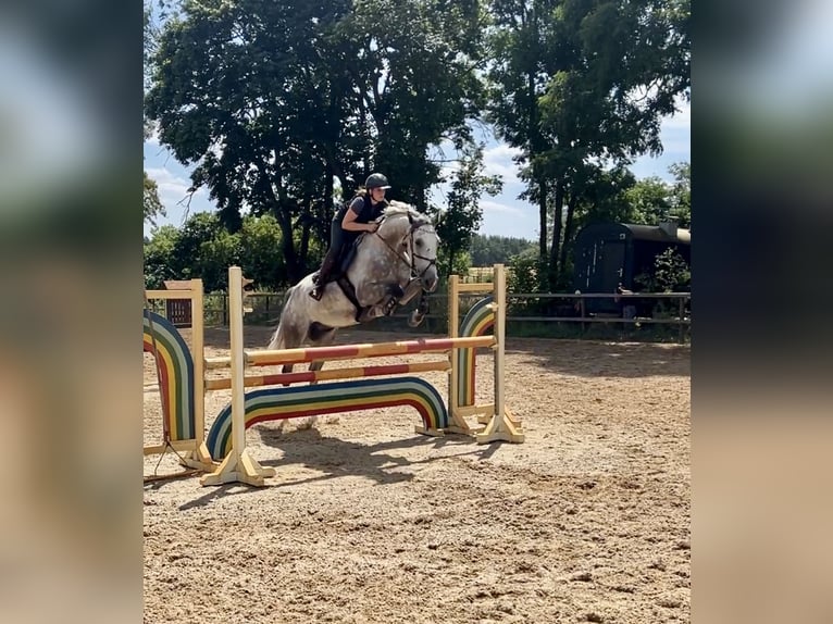 Deutsches Sportpferd Wallach 9 Jahre 180 cm Schimmel in Schorfheide