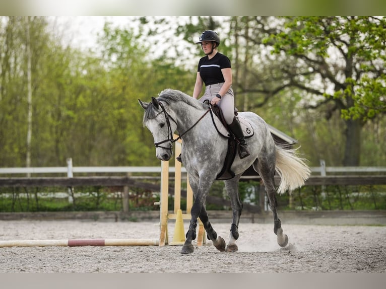 Deutsches Sportpferd Wallach 9 Jahre 180 cm Schimmel in Schorfheide