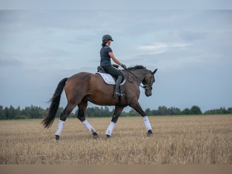 Deutsches Sportpferd Wallach 9 Jahre 182 cm Brauner in Radeberg