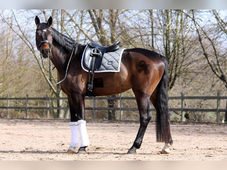 Deutsches Sportpferd Wallach 9 Jahre 182 cm Dunkelbrauner in Albig