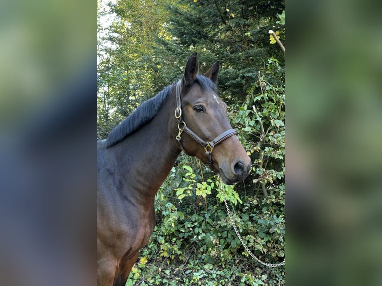 Deutsches Sportpferd Wallach 9 Jahre in Murg