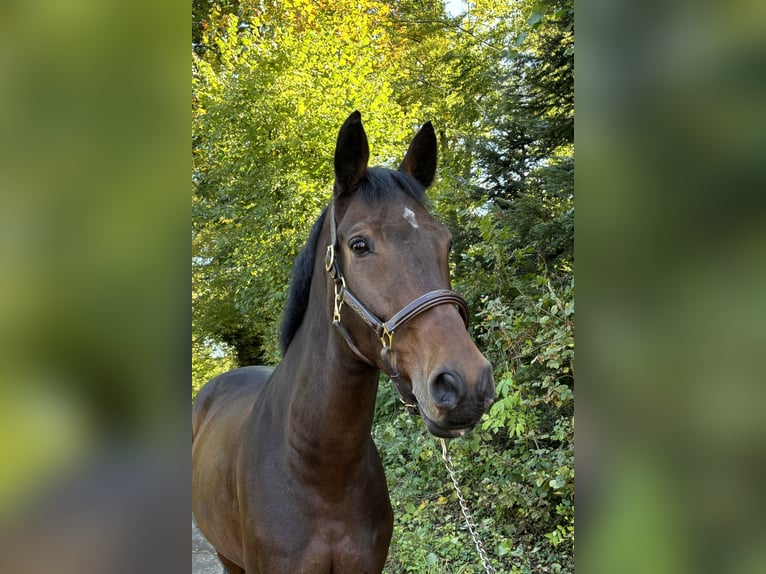 Deutsches Sportpferd Wallach 9 Jahre in Murg