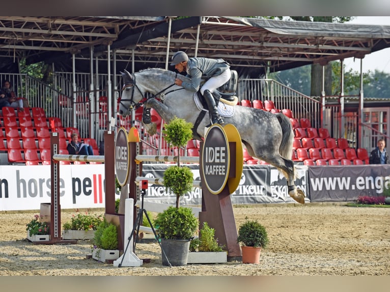 DIACONTINUS Hanoverian Stallion Gray in Adelheidsdorf
