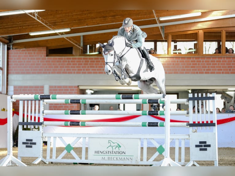 DIACONTINUS Hanoverian Stallion Grey in Adelheidsdorf