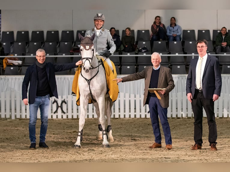 DIACONTINUS Hanoverian Stallion Grey in Adelheidsdorf