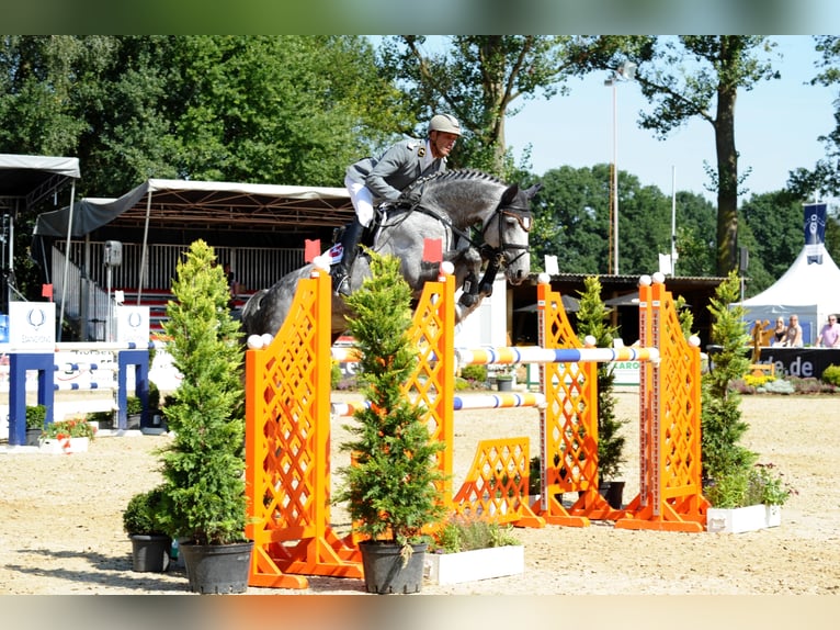 DIACONTINUS Hanoverian Stallion Grey in Adelheidsdorf