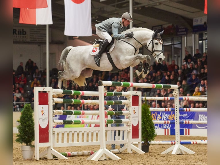 DIACONTINUS Hanoverian Stallion Grey in Adelheidsdorf