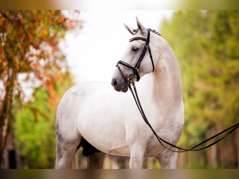 DIACONTINUS Hanoverian Stallion Grey in Adelheidsdorf