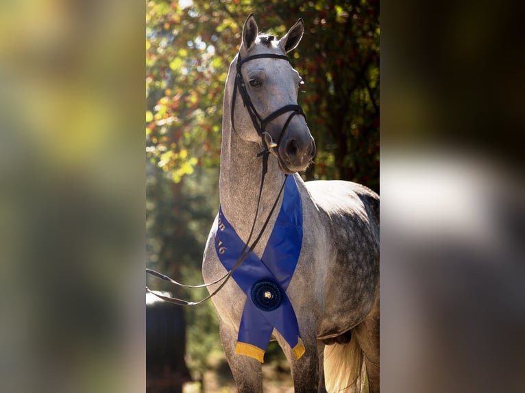 DIACONTINUS Hanoverian Stallion Grey in Adelheidsdorf
