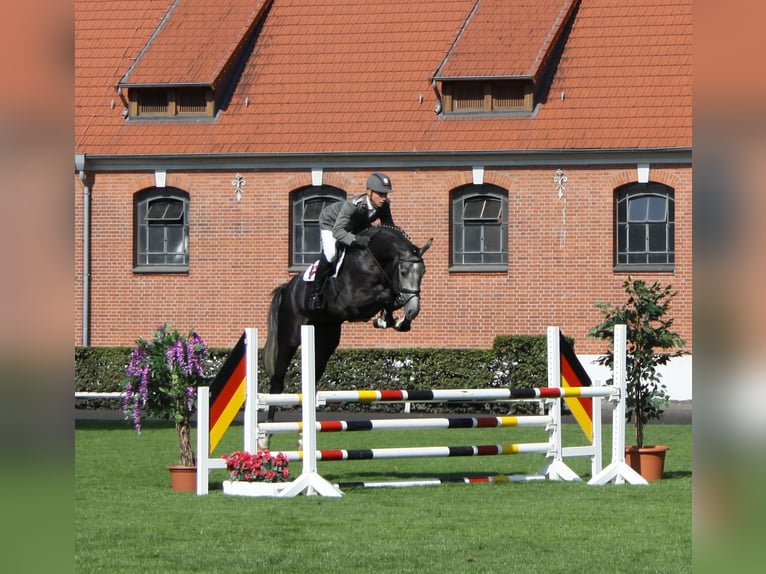DIACONTINUS Hanoverian Stallion Grey in Adelheidsdorf
