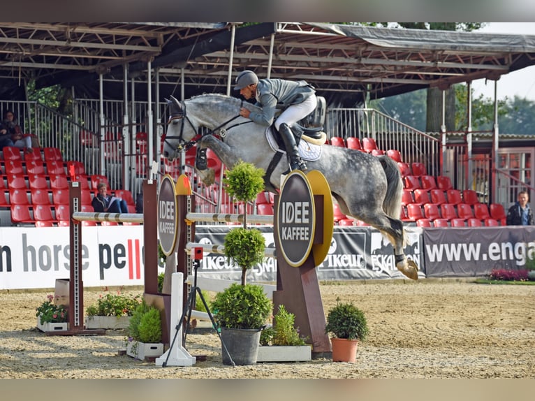 DIACONTINUS Hanoverian Stallion Grey in Adelheidsdorf