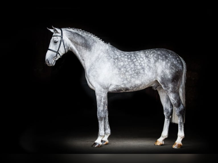 DIACONTINUS Hanoverian Stallion Grey in Adelheidsdorf