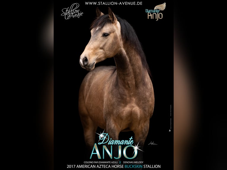 DIAMANTE ANJO Aztèque Étalon Buckskin in Waldshut-Tiengen