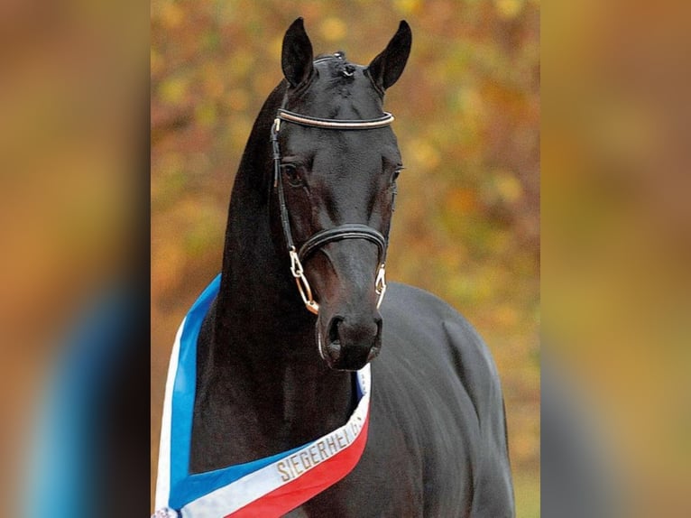 DIARADO Holstein Stallone Morello in Steinfeld (Oldenburg)