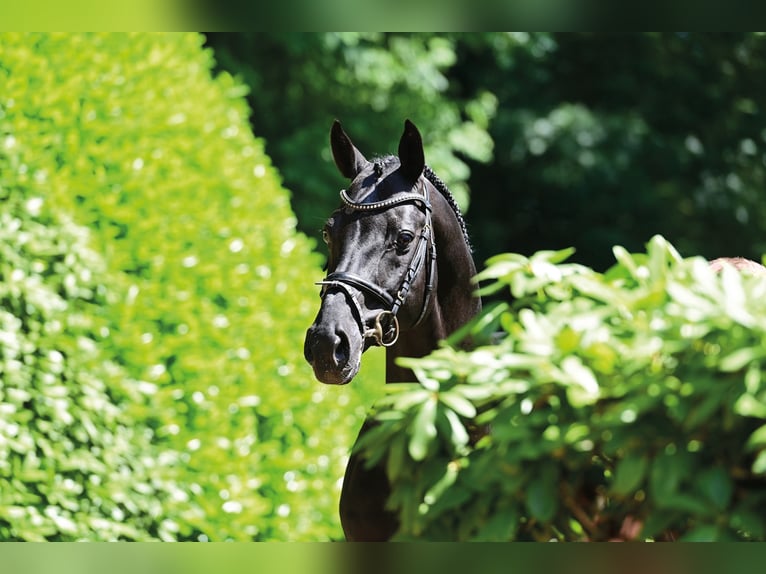 DIARADO Holstein Stallone Morello in Steinfeld (Oldenburg)