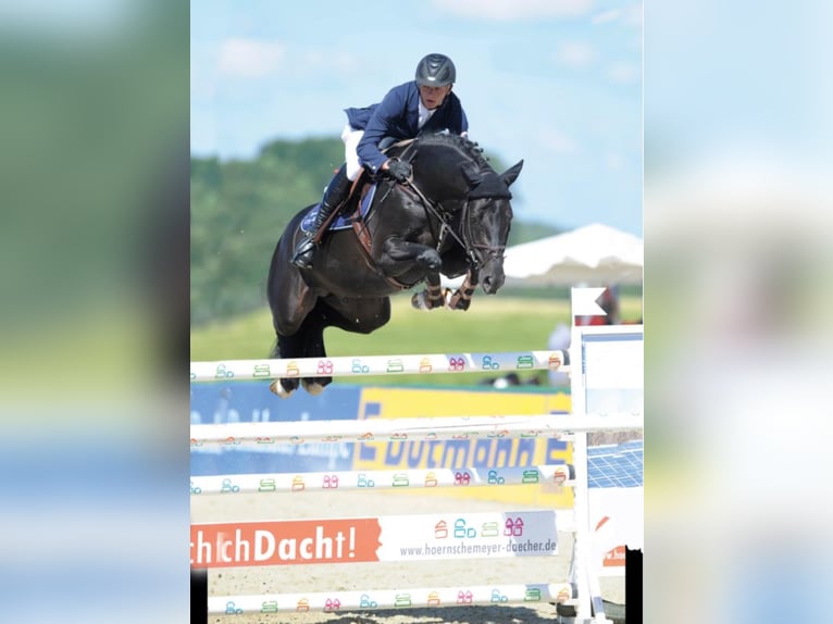 DIARADO Holstein Stallone Morello in Steinfeld (Oldenburg)