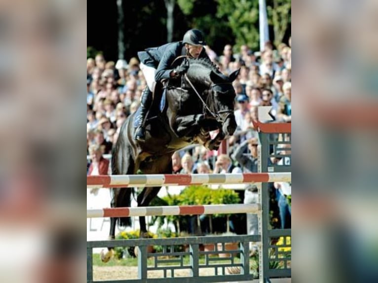 DIARADO Holstein Stallone Morello in Steinfeld (Oldenburg)