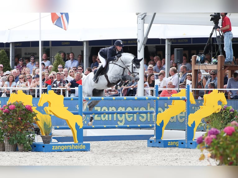 DIARON Oldenburg-International (OS) Stallion Grey in Steinfeld (Oldenburg)