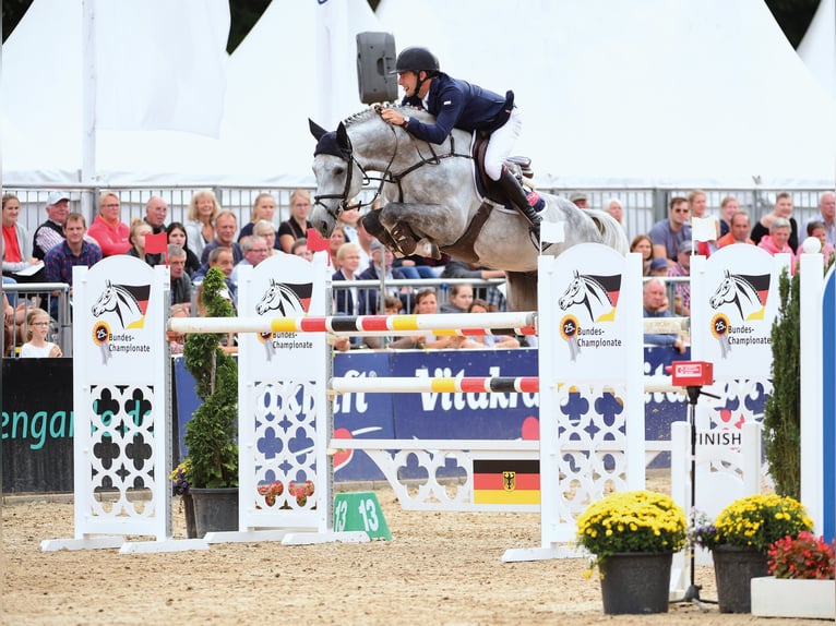 DIARON Oldenburg Stallone Grigio in Steinfeld (Oldenburg)