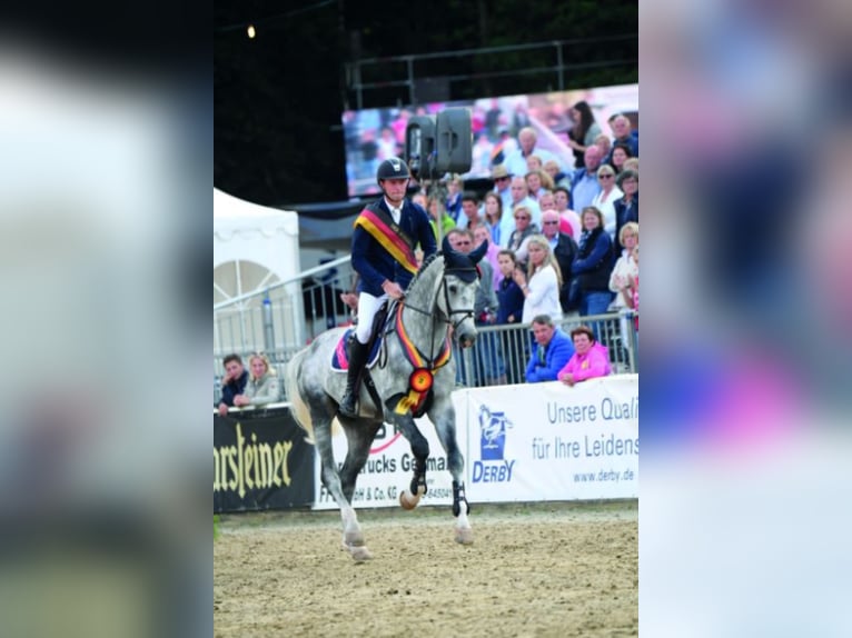 DIARON Oldenburg Stallone Grigio in Steinfeld (Oldenburg)