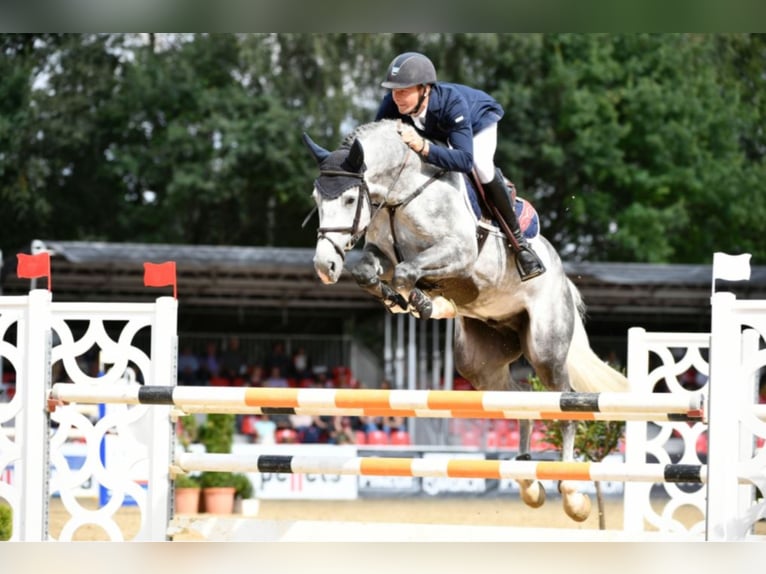 DIARON Oldenburg Stallone Grigio in Steinfeld (Oldenburg)