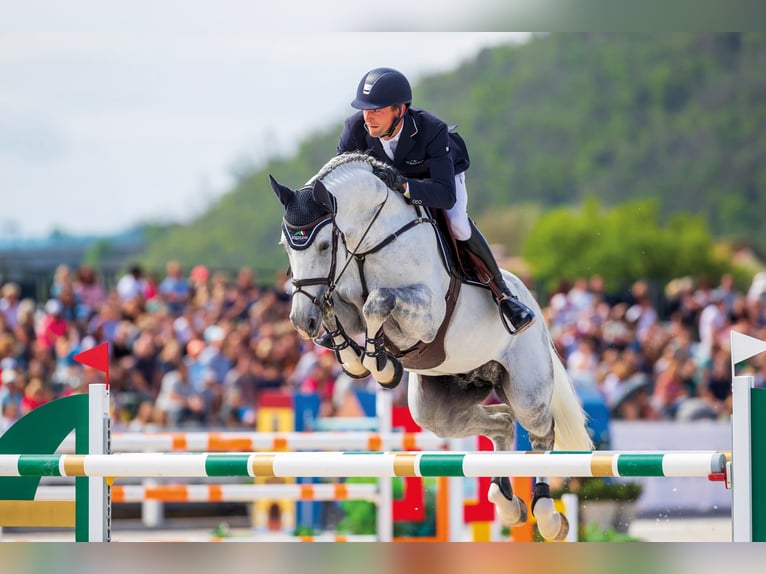 DIARON Oldenburg Stallone Grigio in Steinfeld (Oldenburg)