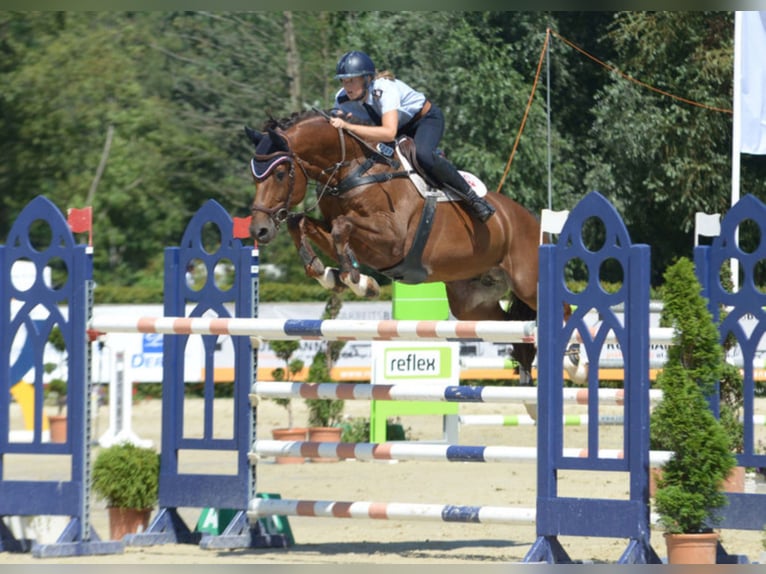 DIATHAGO KWPN Stallone in Warendorf