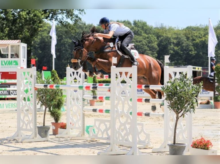DIATHAGO KWPN Stallone in Warendorf