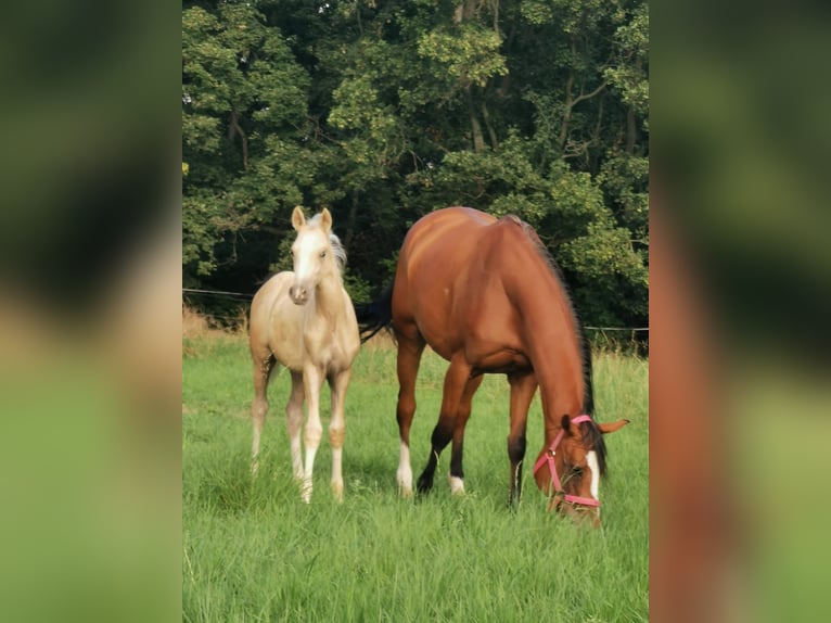 DIMAGGIO SE.M. German Riding Pony Stallion Palomino in Vienenburg
