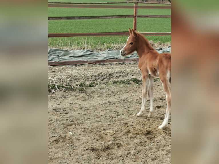 DIMAGGIO SE.M. Poney de selle allemand Étalon Palomino in Vienenburg