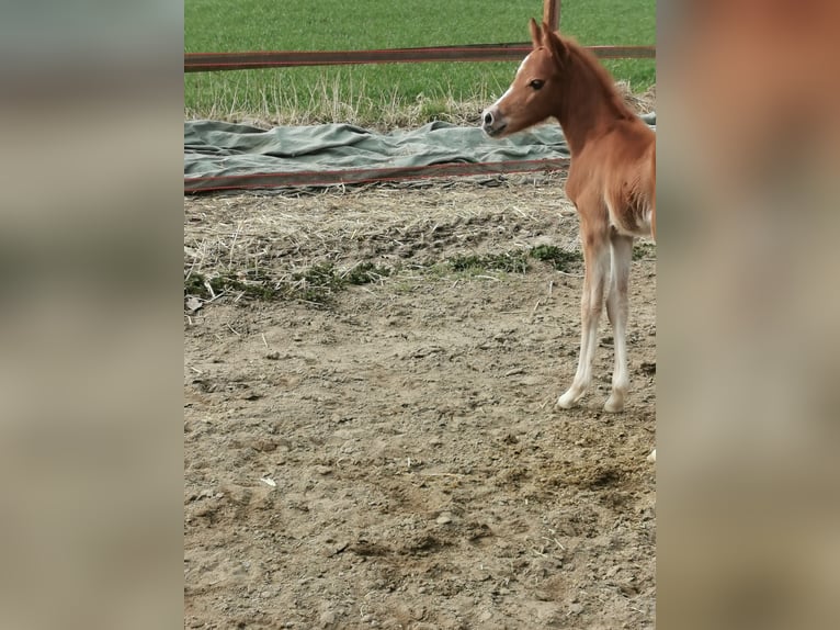 DIMAGGIO SE.M. Poni alemán Semental Palomino in Vienenburg