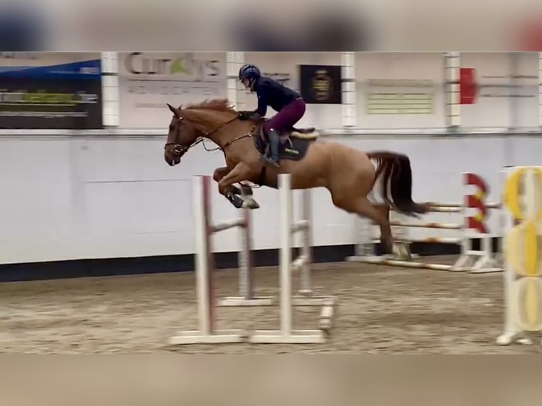 Don Castrone 10 Anni 165 cm Sauro in Pelmberg