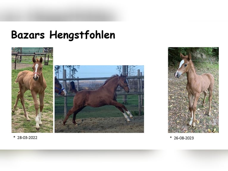 Don-häst Hingst 15 år 160 cm fux in Kirchsahr