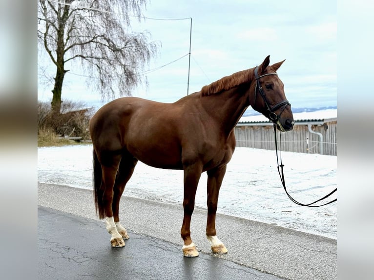 Don Horse Gelding 10 years 16 hh Chestnut-Red in Pelmberg