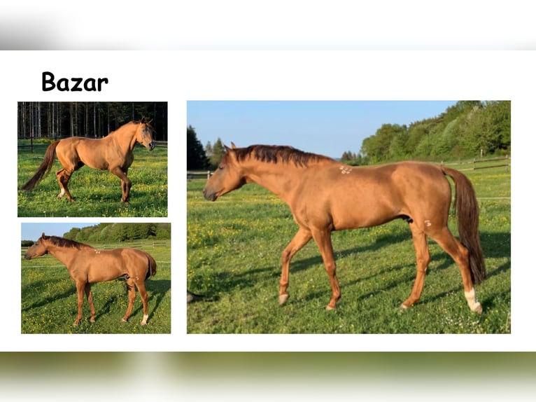 Don Horse Stallion 15 years 15,2 hh Chestnut-Red in Kirchsahr