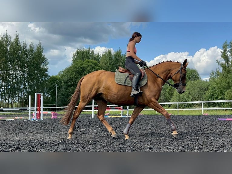Don - Paard Merrie 6 Jaar 159 cm Donkere-vos in Daugavpils