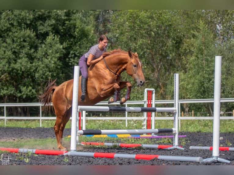 Don - Paard Merrie 6 Jaar 159 cm Donkere-vos in Daugavpils