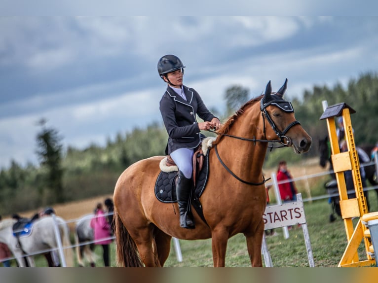 Don - Paard Merrie 6 Jaar 159 cm Donkere-vos in Daugavpils
