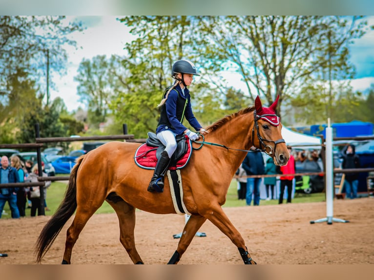 Don - Paard Merrie 6 Jaar 159 cm Donkere-vos in Daugavpils