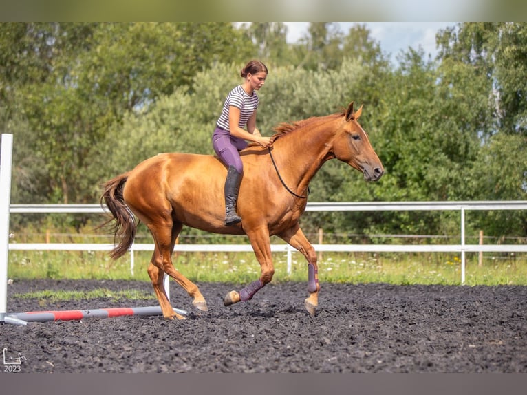 Don - Paard Merrie 6 Jaar 159 cm Donkere-vos in Daugavpils