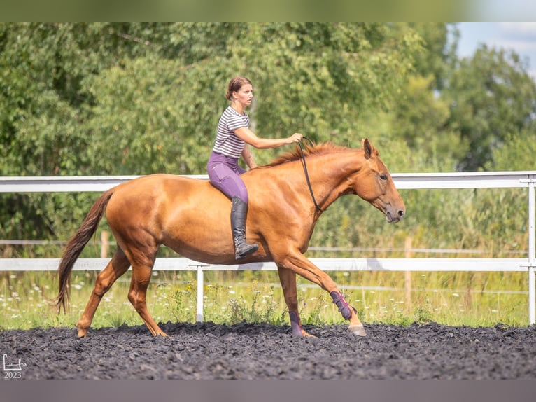 Don - Paard Merrie 6 Jaar 159 cm Donkere-vos in Daugavpils