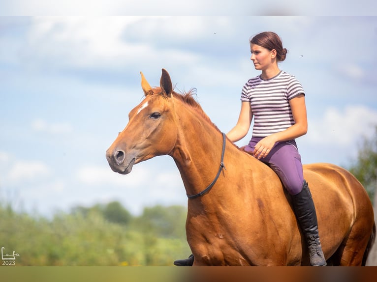 Don - Paard Merrie 6 Jaar 159 cm Donkere-vos in Daugavpils
