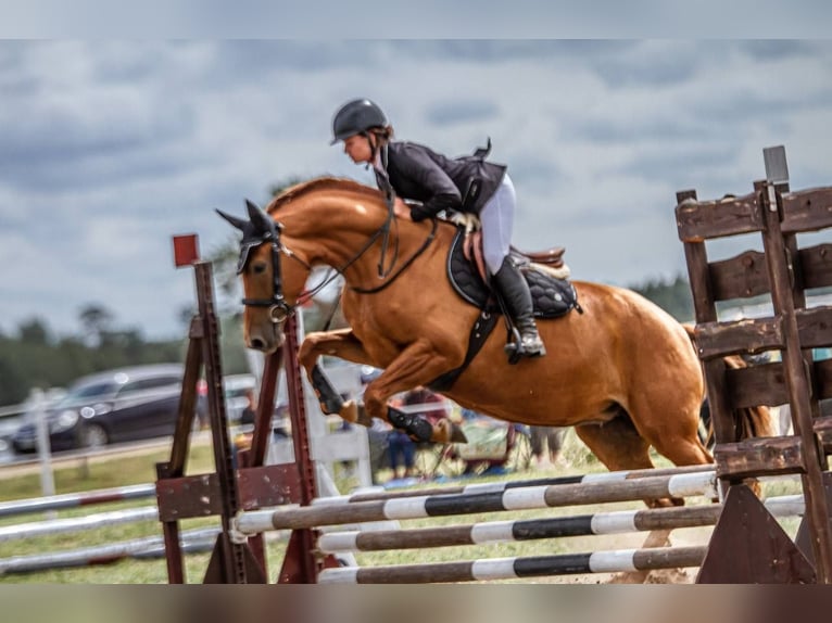 Don - Paard Merrie 6 Jaar 159 cm Donkere-vos in Daugavpils