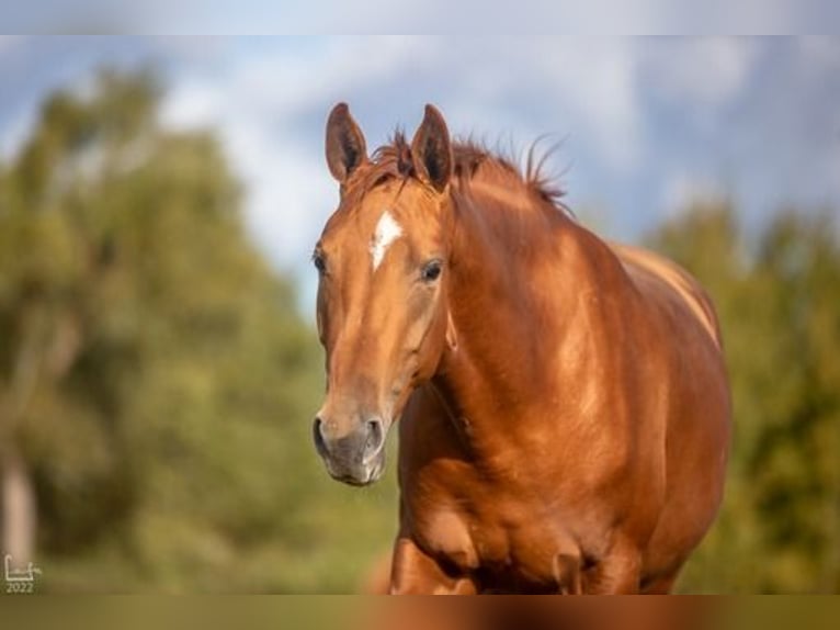 Don - Paard Merrie 6 Jaar 159 cm Donkere-vos in Daugavpils