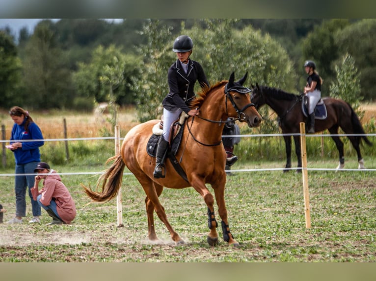 Don - Paard Merrie 6 Jaar 159 cm Donkere-vos in Daugavpils