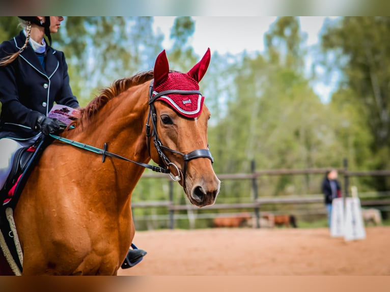 Don - Paard Merrie 6 Jaar 159 cm Donkere-vos in Daugavpils