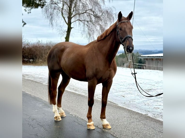 Don - Paard Ruin 10 Jaar 165 cm Vos in Pelmberg